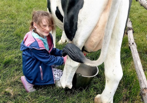 Dziewczynka doi sztuczną krowę.